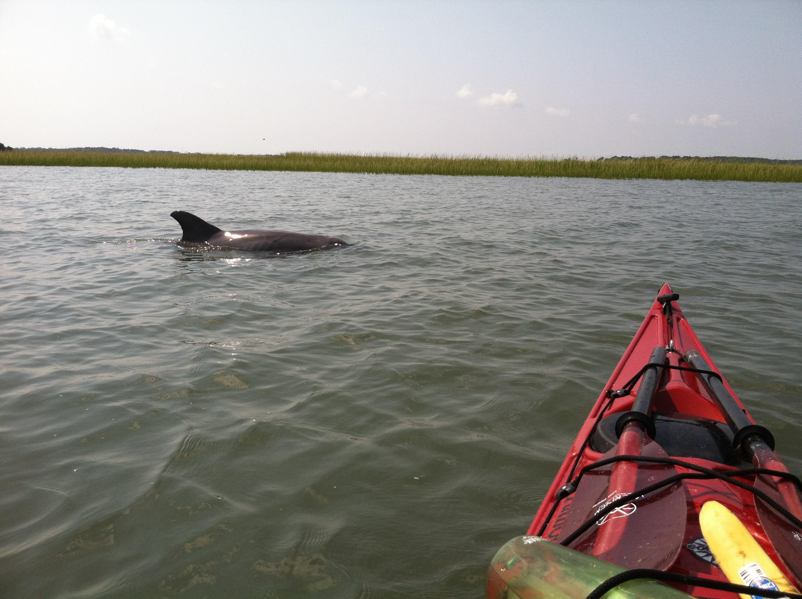 Kayaking with a Dolphin Charleston Outdoor Adventures