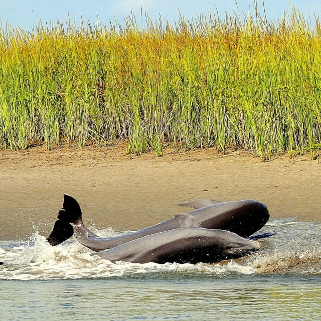 Dolphins strand feeding on a mud bank.