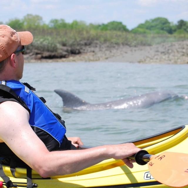 A dolphin surfaces within feet of a man kayaking on a eco-tour.