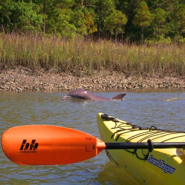 A dolphin comes up a few feet from a kayak.