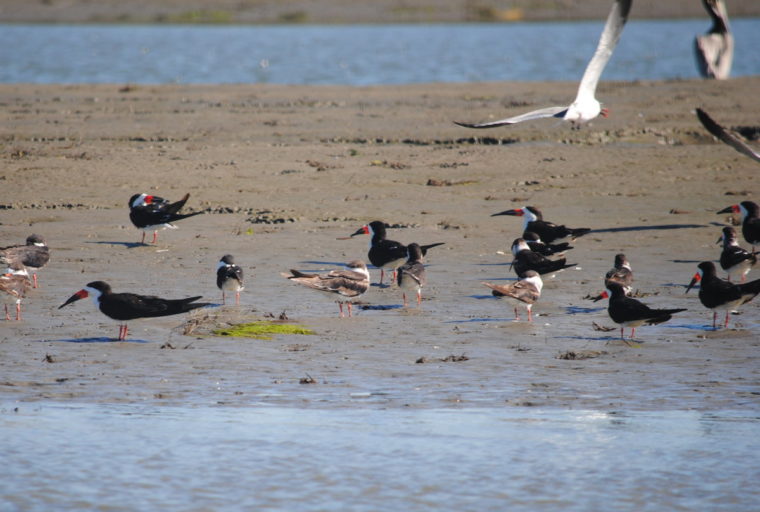 A bunch of black skimmers resting on a pluff mud bank in Folly Creek.