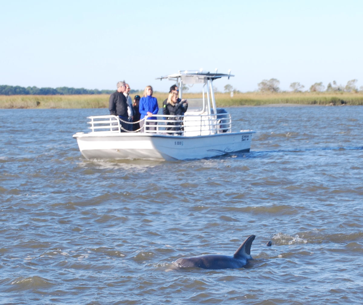 Dolphin in the foreground with a boat full of people in the background