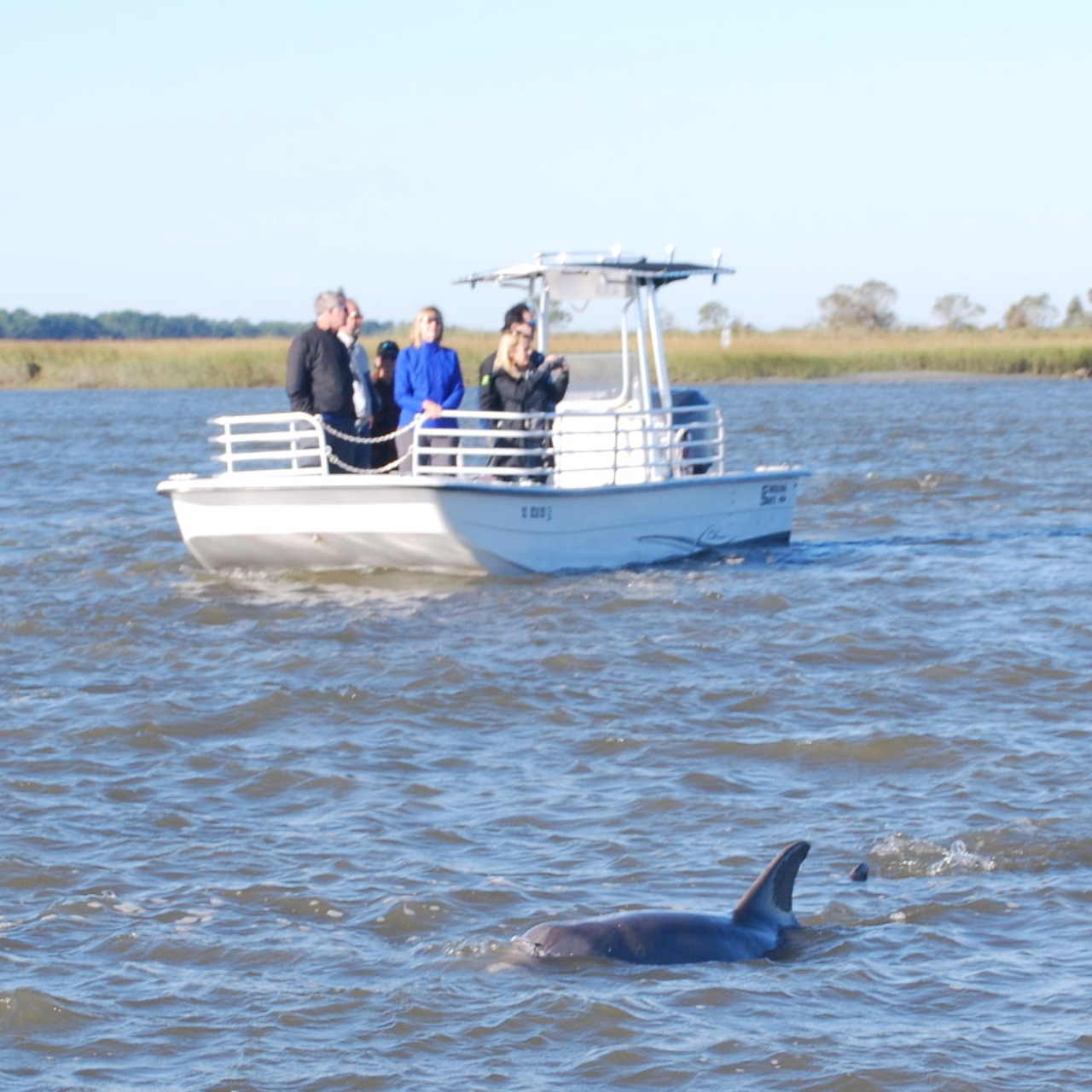 dolphin eco tour charleston sc