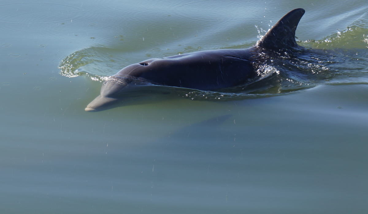 Dolphin coming up for air