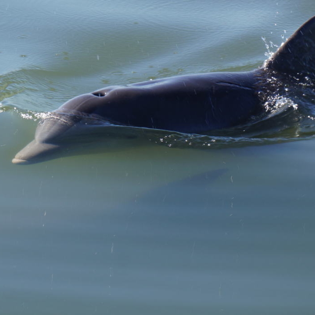 Dolphins under the edge of water.