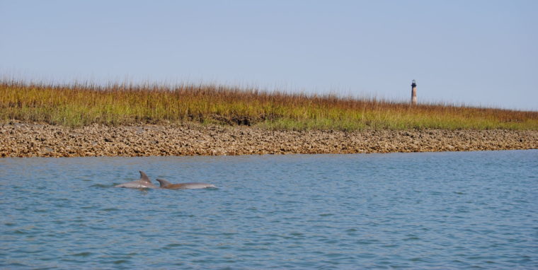 Dolphins near bank with Morris Island lighthouse behind