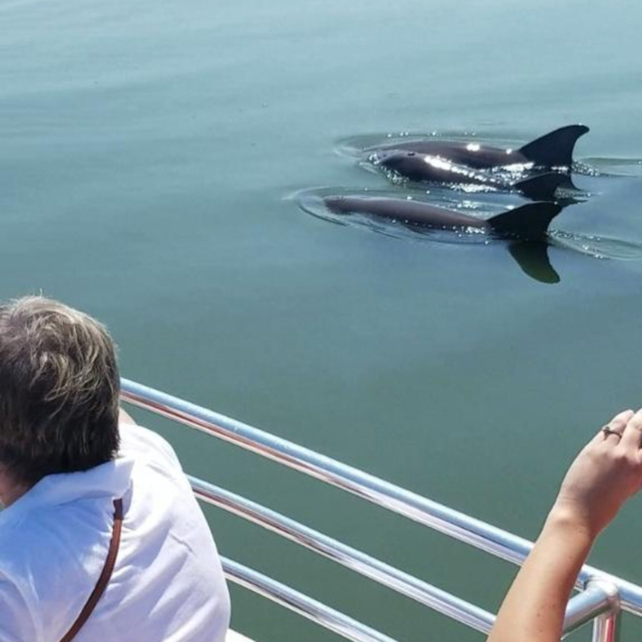 Dolphin Eco Tour Charleston Outdoor Adventures
