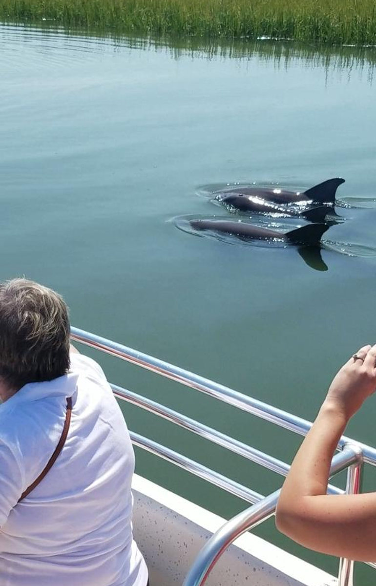 dolphin eco tour charleston sc