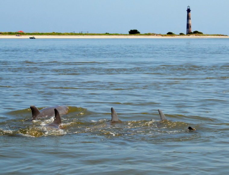 Pod of dolphins with morris island behind