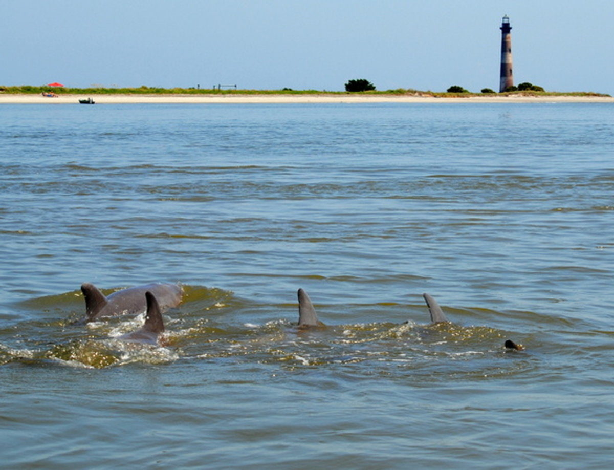 morris island shark tooth tour