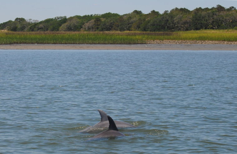 Pod of dolphin near Folly Beach