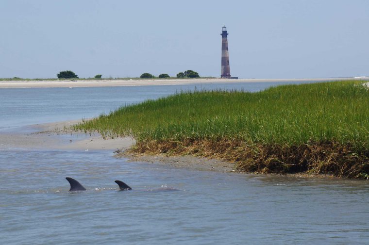 Dolphins near Morris Island