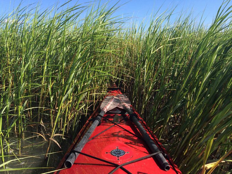front of kayak in marsh