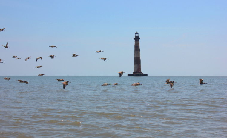 Pelicans flying in front of Morris Island Lighthouse