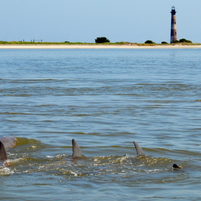 Pod of dolphins swimming near the Morris Island Lighthouse.