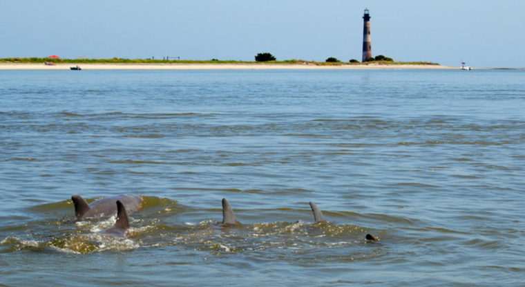 A pod of dolphins in the inlet near Morris Island and Folly Beach