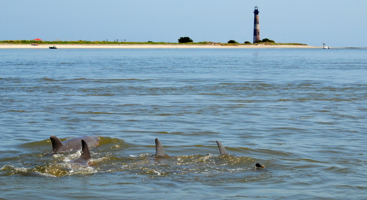 morris island charleston tours