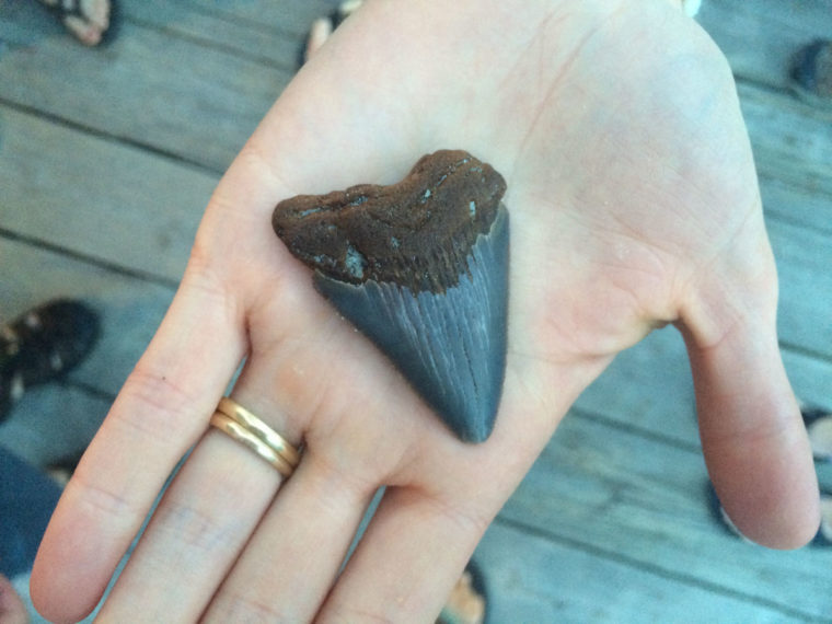 Large shark tooth found on Morris Island