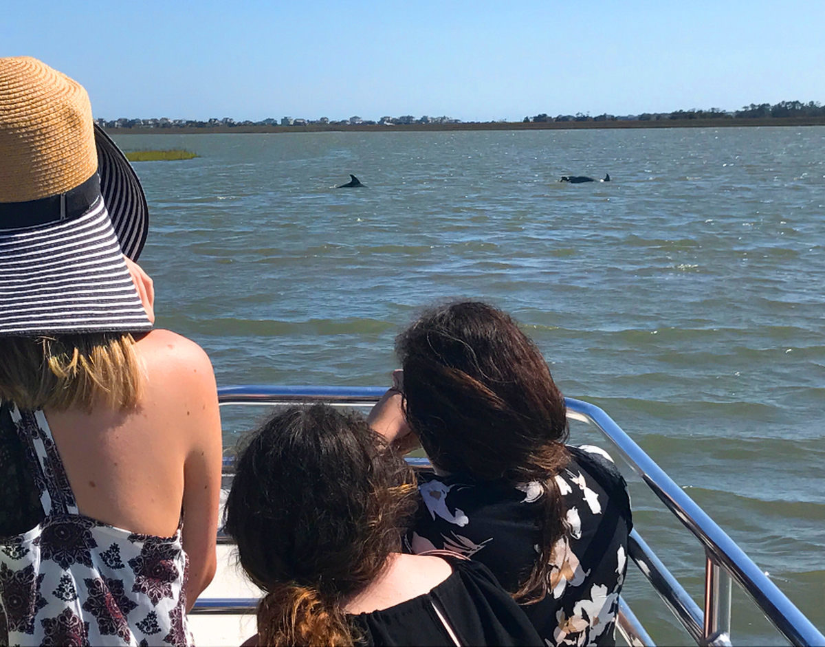 Dolphins seen from the boat by a group of guests in the foreground