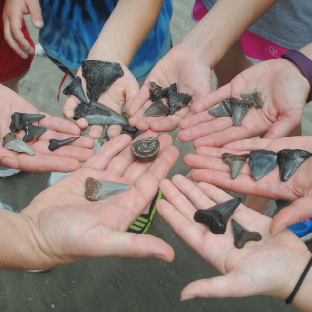 Family holding over 20 shark teeth and vertebrae