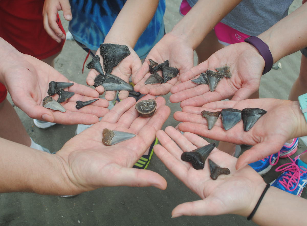 Family holding over 20 shark teeth and vertebrae