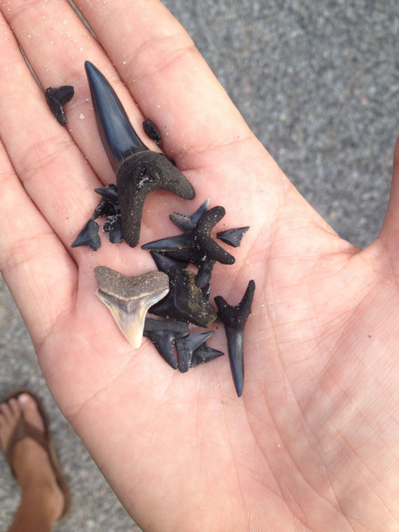 Shark teeth found on Morris Island