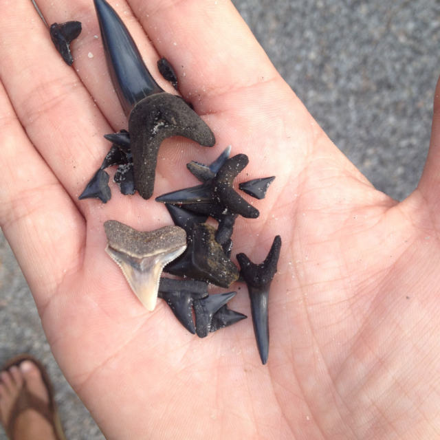 Fossil Hunting Tour Charleston Outdoor Adventures