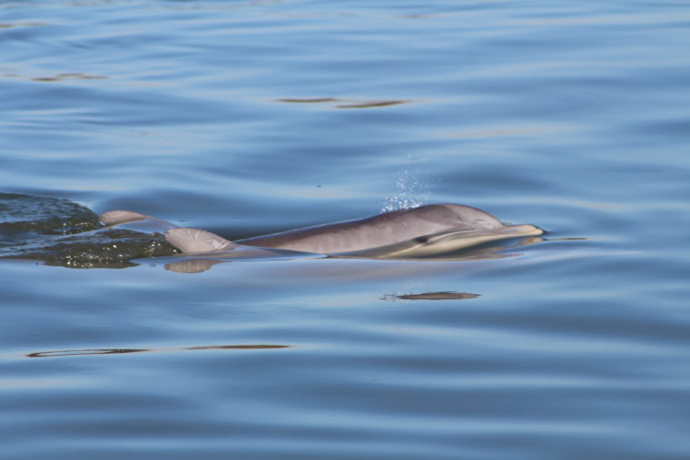 Dolphin calf surfacing