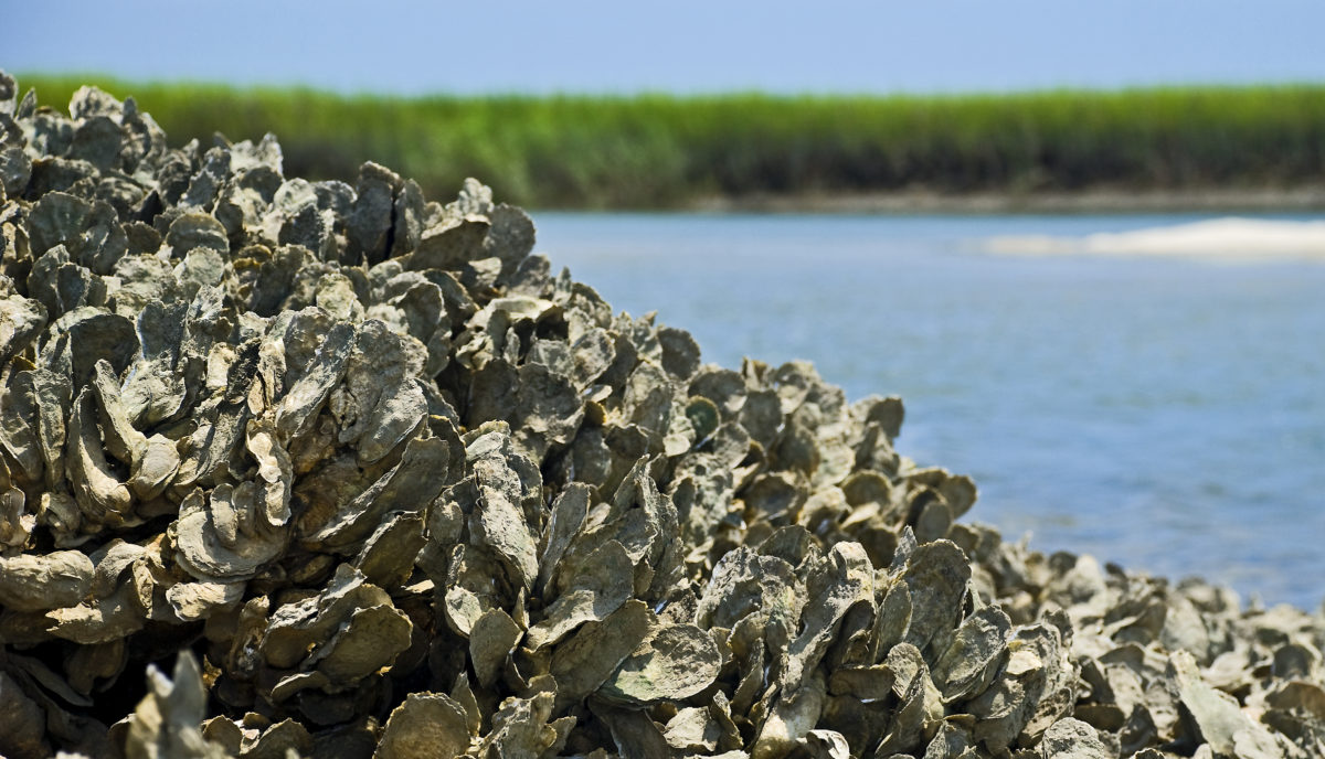 bayside travel park oyster bed