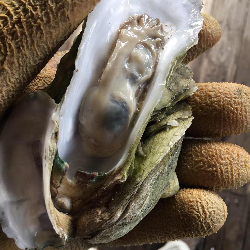 local oyster on the half shell