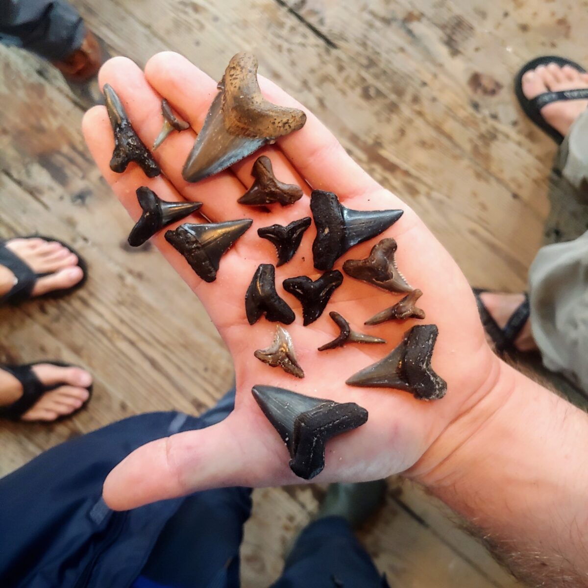 Shark teeth found in waters around Charleston, SC.
