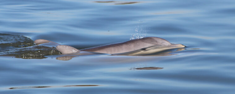 Dolphin at the surface in calm water.