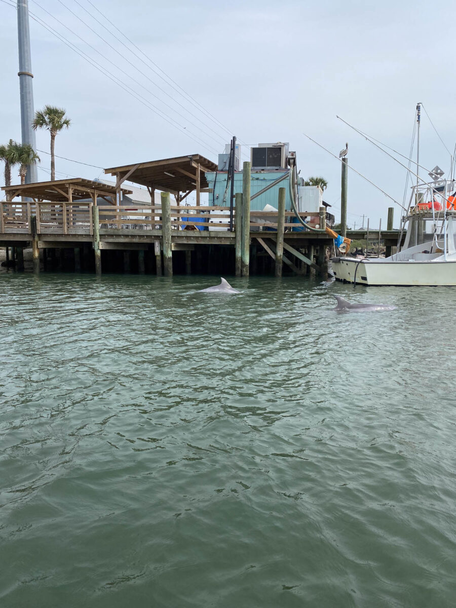 Crosby's Seafood commercial fishing dock with dolphins swimming in water.