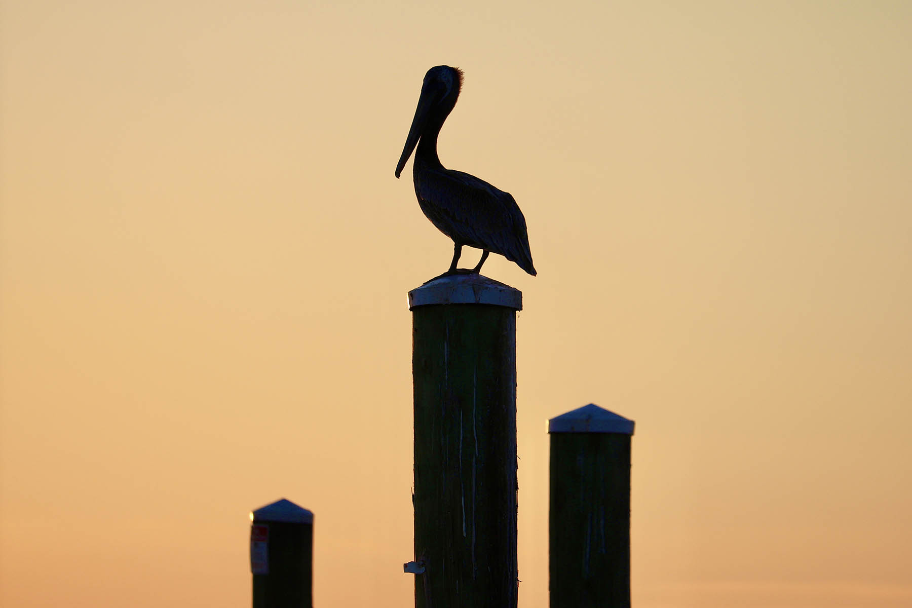 Silhouette of a pelican