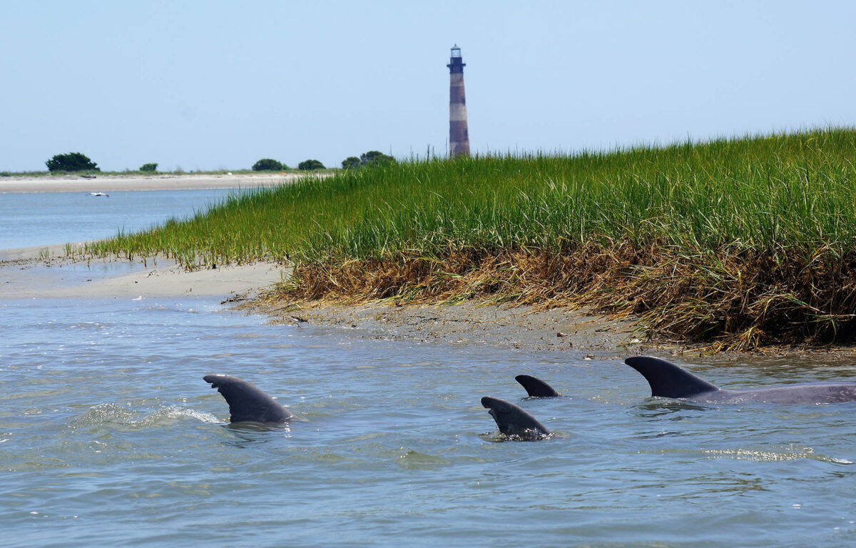 dolphins with lighthouse in background